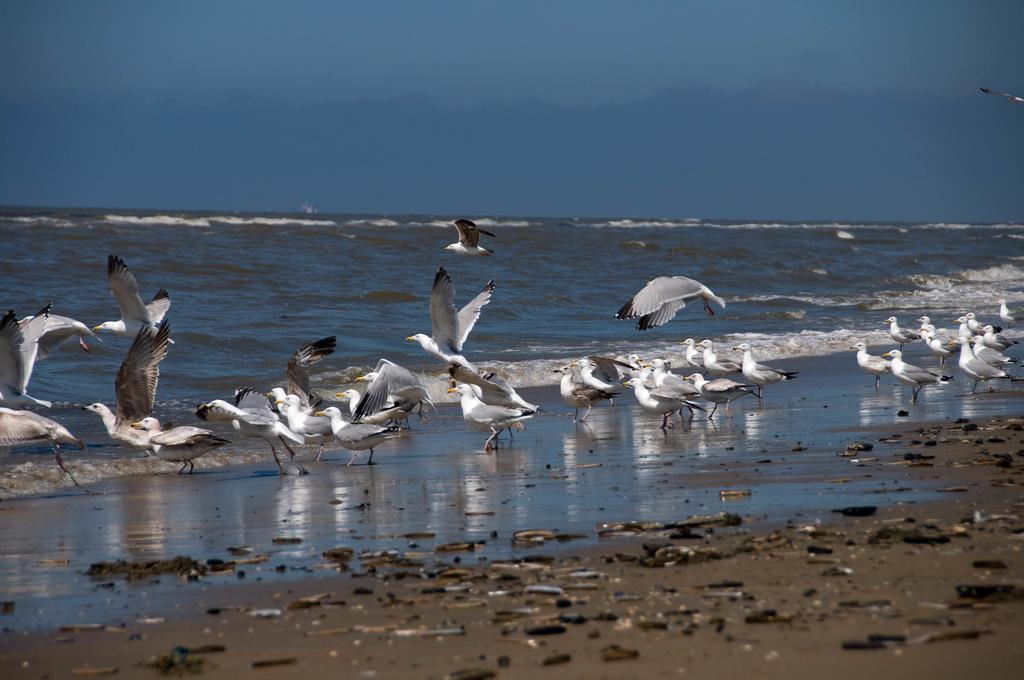 דירות זנדוורט Berrie'S Sea View מראה חיצוני תמונה